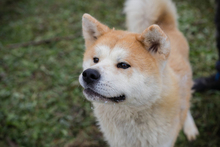 HACHIKO, Hund, Akita Inu-Mix in Kroatien - Bild 4