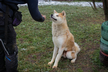 HACHIKO, Hund, Akita Inu-Mix in Kroatien - Bild 5