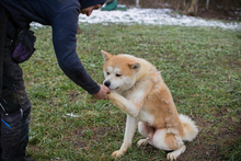 HACHIKO, Hund, Akita Inu-Mix in Kroatien - Bild 6