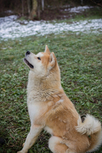 HACHIKO, Hund, Akita Inu-Mix in Kroatien - Bild 7