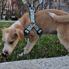 LATTE, Hund, Mischlingshund in Rumänien - Bild 3