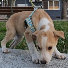 LATTE, Hund, Mischlingshund in Rumänien - Bild 4