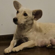VIDRA, Hund, Mischlingshund in Rumänien - Bild 14