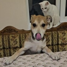 VIDRA, Hund, Mischlingshund in Rumänien - Bild 19