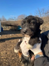 SUSI, Hund, Mischlingshund in Rumänien - Bild 3