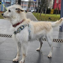 BEAN, Hund, Mischlingshund in Rumänien - Bild 1