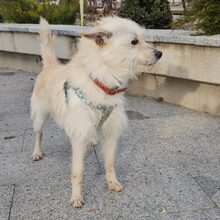 BEAN, Hund, Mischlingshund in Rumänien - Bild 3