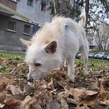 BEAN, Hund, Mischlingshund in Rumänien - Bild 4