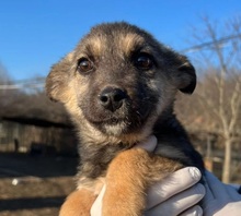 SANNA, Hund, Mischlingshund in Rumänien - Bild 1