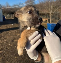 SANNA, Hund, Mischlingshund in Rumänien - Bild 2