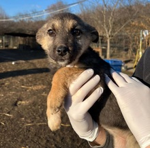 SANNA, Hund, Mischlingshund in Rumänien - Bild 3