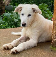 AURORA, Hund, Mischlingshund in Belgien - Bild 1