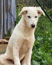 AURORA, Hund, Mischlingshund in Belgien - Bild 10