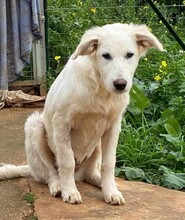 AURORA, Hund, Mischlingshund in Belgien - Bild 13