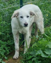 AURORA, Hund, Mischlingshund in Belgien - Bild 14