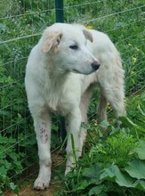 AURORA, Hund, Mischlingshund in Belgien - Bild 16