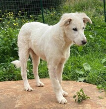 AURORA, Hund, Mischlingshund in Belgien - Bild 4