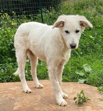 AURORA, Hund, Mischlingshund in Belgien - Bild 7