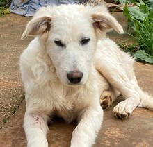 AURORA, Hund, Mischlingshund in Belgien - Bild 9