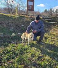 REMY, Hund, Mischlingshund in Bulgarien - Bild 4