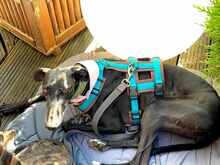 POLONIA, Hund, Galgo Español in Hesel - Bild 6