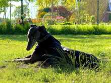 POLONIA, Hund, Galgo Español in Hesel - Bild 7
