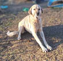 LOUISE, Hund, Mischlingshund in Rumänien - Bild 3