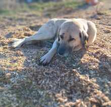 LOUISE, Hund, Mischlingshund in Rumänien - Bild 4