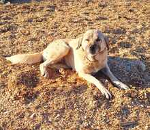 LOUISE, Hund, Mischlingshund in Illertissen - Bild 1