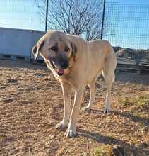LOUISE, Hund, Mischlingshund in Illertissen - Bild 2