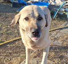 LOUISE, Hund, Mischlingshund in Illertissen - Bild 5