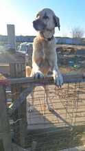 LOUISE, Hund, Mischlingshund in Illertissen - Bild 6
