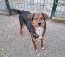 LOTTI, Hund, Mischlingshund in Viersen - Bild 1