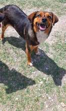 LOTTI, Hund, Mischlingshund in Viersen - Bild 2