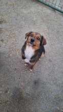 LOTTI, Hund, Mischlingshund in Viersen - Bild 3