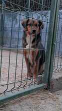 LOTTI, Hund, Mischlingshund in Viersen - Bild 4