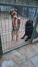 LOTTI, Hund, Mischlingshund in Viersen - Bild 5