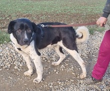 PANDA, Hund, Mischlingshund in Rumänien - Bild 4