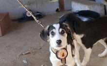 COLORE, Hund, Hütehund-Mix in Hannover - Bild 3