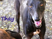 THAY, Hund, Galgo Español in Spanien - Bild 1