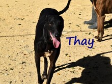 THAY, Hund, Galgo Español in Spanien - Bild 10