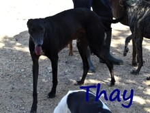 THAY, Hund, Galgo Español in Spanien - Bild 11