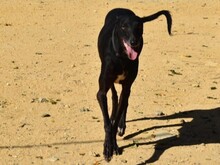 THAY, Hund, Galgo Español in Spanien - Bild 2