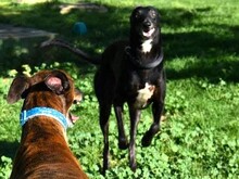 THAY, Hund, Galgo Español in Spanien - Bild 3