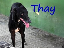 THAY, Hund, Galgo Español in Spanien - Bild 4