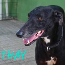 THAY, Hund, Galgo Español in Spanien - Bild 5