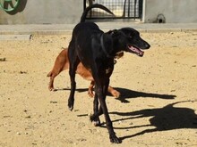 THAY, Hund, Galgo Español in Spanien - Bild 7