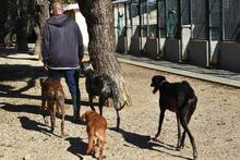 THAY, Hund, Galgo Español in Spanien - Bild 8