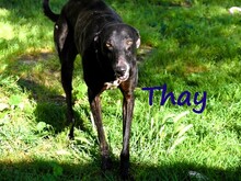 THAY, Hund, Galgo Español in Spanien - Bild 9