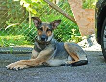 CHARLYN, Hund, Mischlingshund in Mühlacker - Bild 1